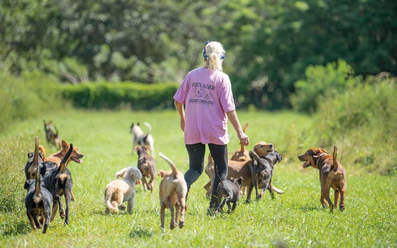 Barbara walking through a field with rescued dogs