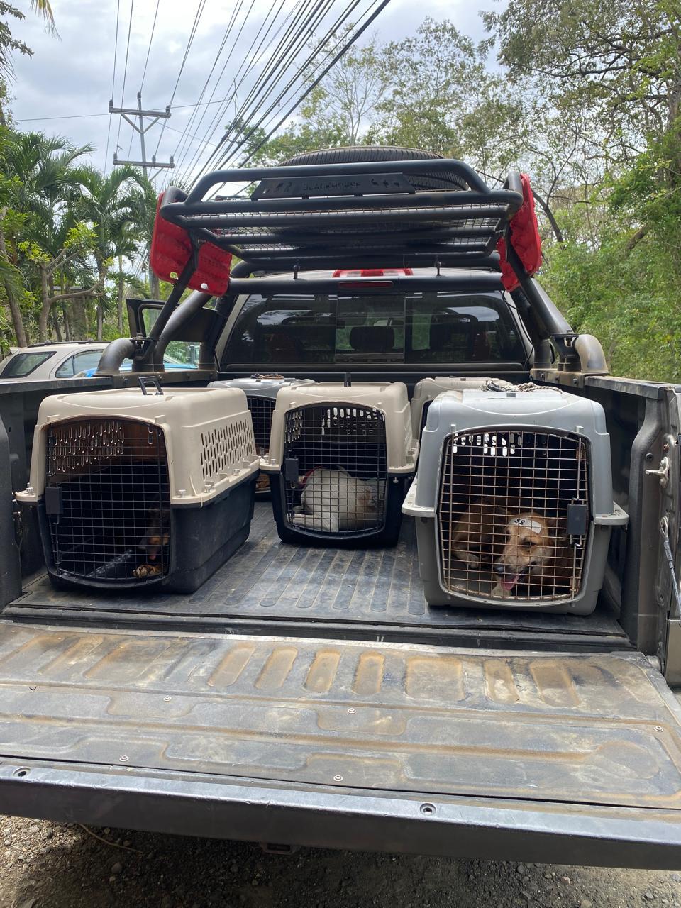 Three animal carriers secured in the back of a truck