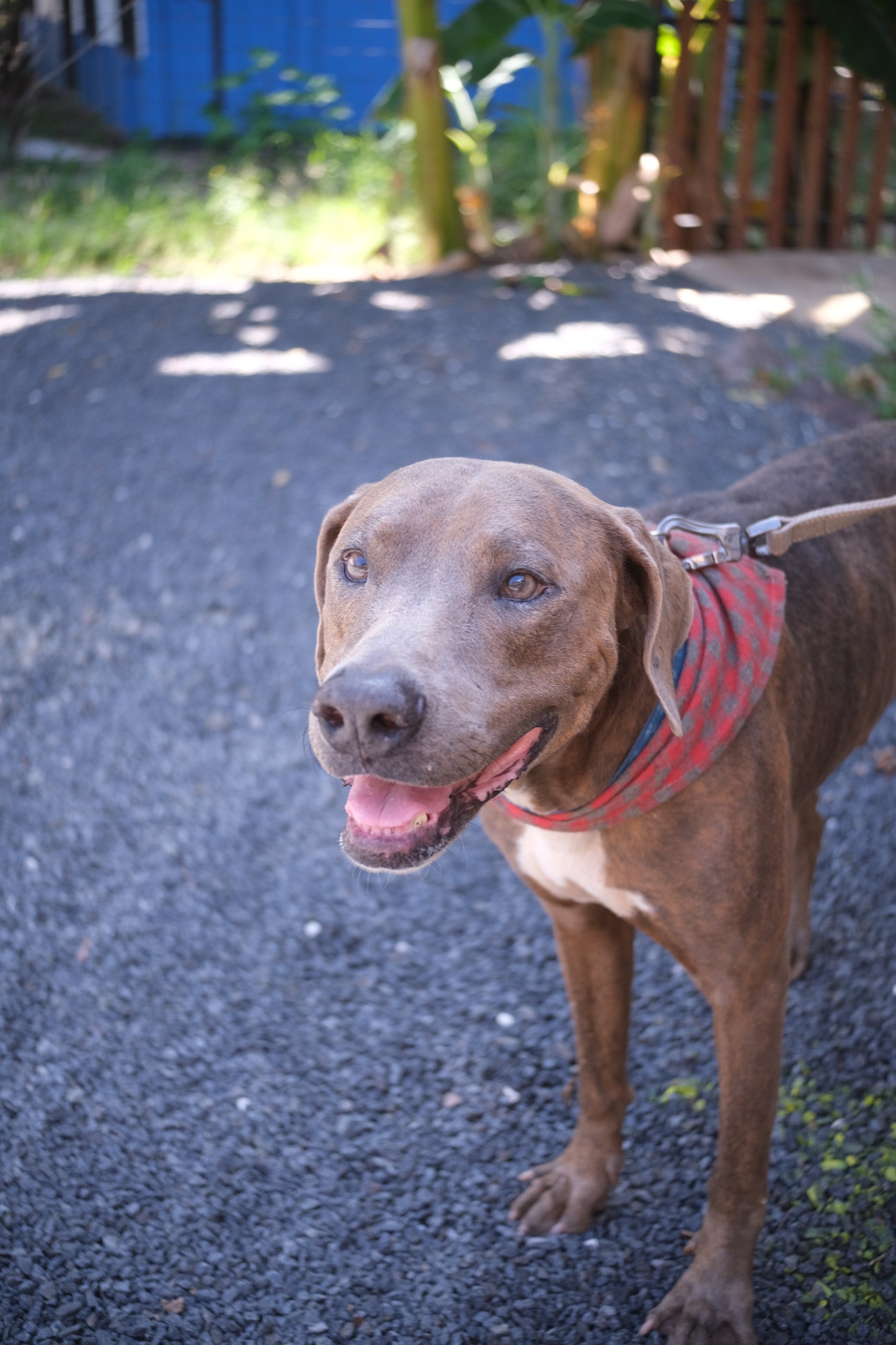 Cooper, available for adoption