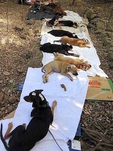 Dogs resting together during recovery after a Spay the Strays sterilization campaign